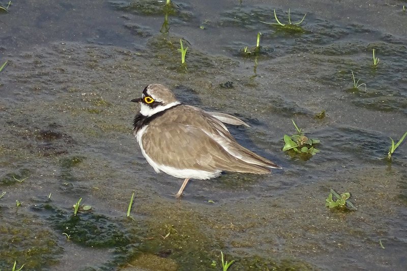 Chorlitejo chico (Charadrius dubius).jpg