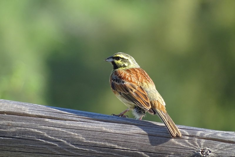 Escribano soteño (Emberiza cirlus).JPG