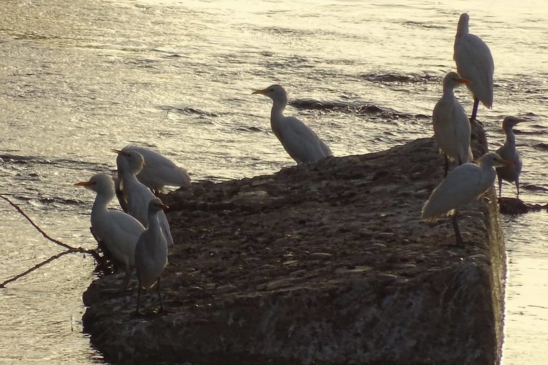 Garcillas bueyeras (Bubulcus ibis).jpg