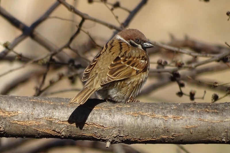 Gorrión molinero (Passer montanus).jpg