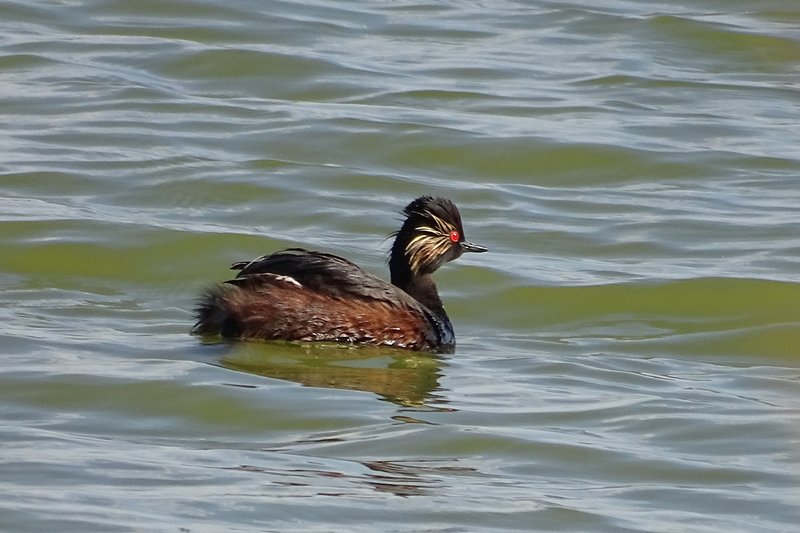 Zampullín cuellinegro (Podiceps nigricollis).jpg